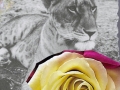 big-cats-white-rose-web