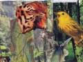 when-you-see-a-tiger-diptych-top-and-bottom-1-web