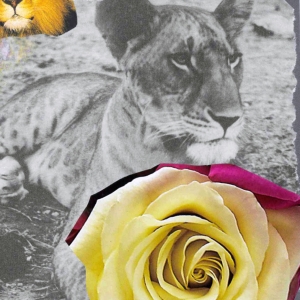 big-cats-white-rose-web
