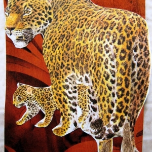 collage24