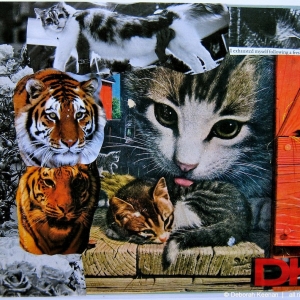 collage65
