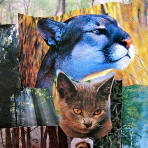collage72
